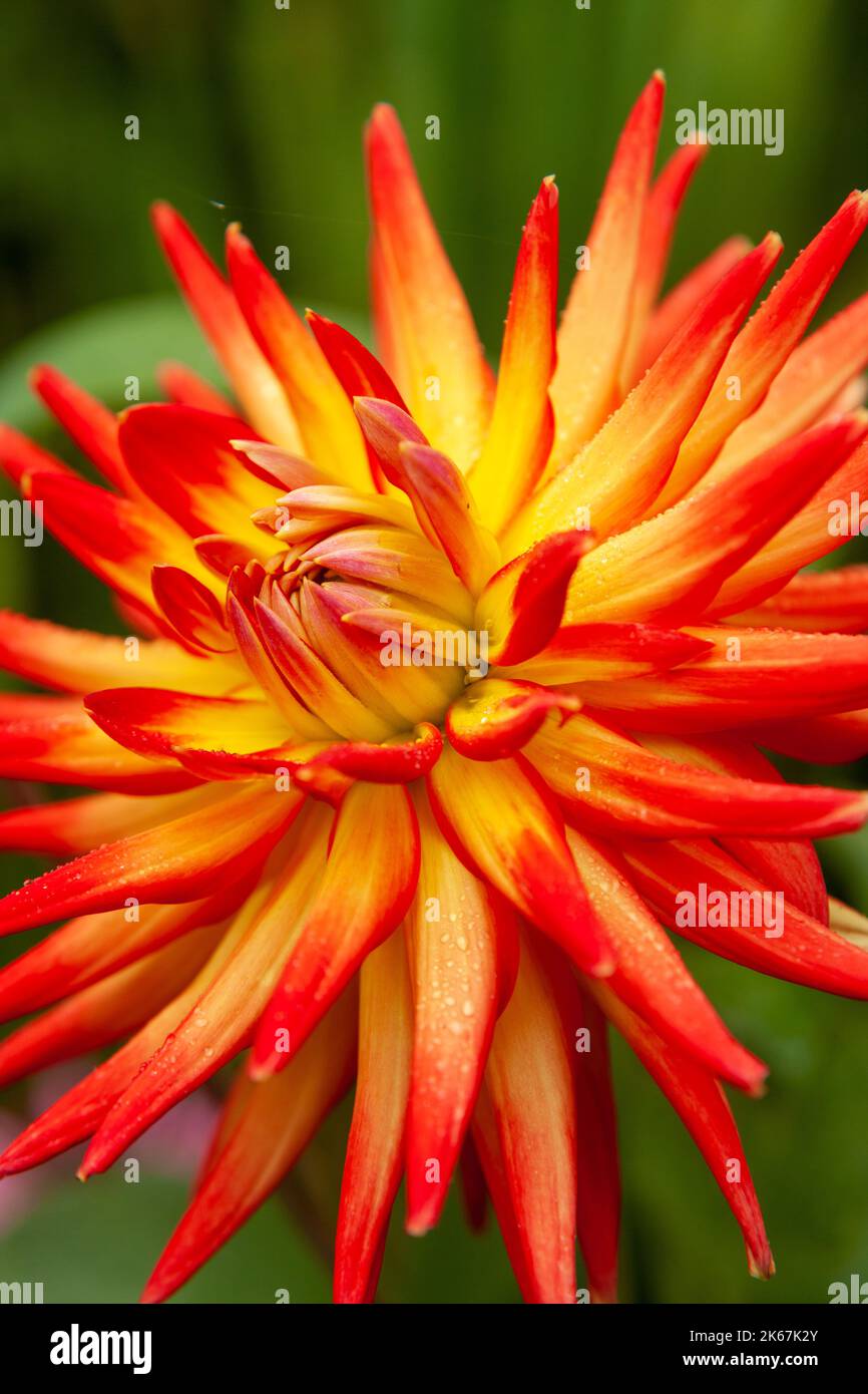 Dahlia Karma Bon Bini Foto Stock