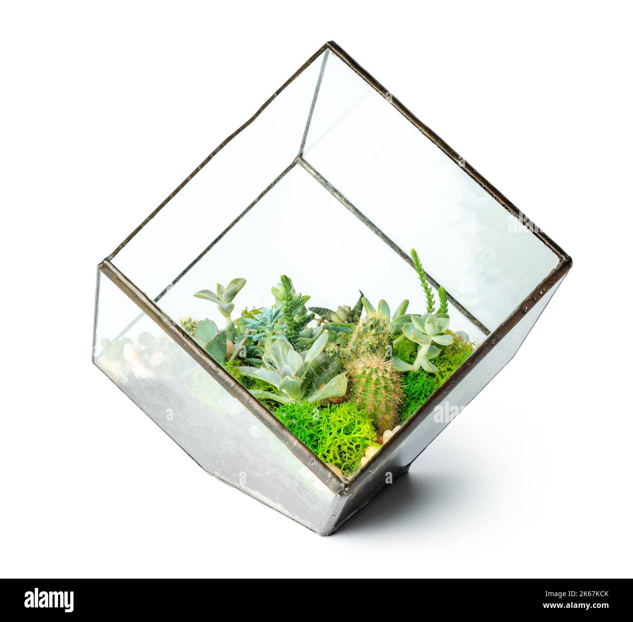 Succulenti in vaso di vetro isolati su fondo bianco Foto Stock