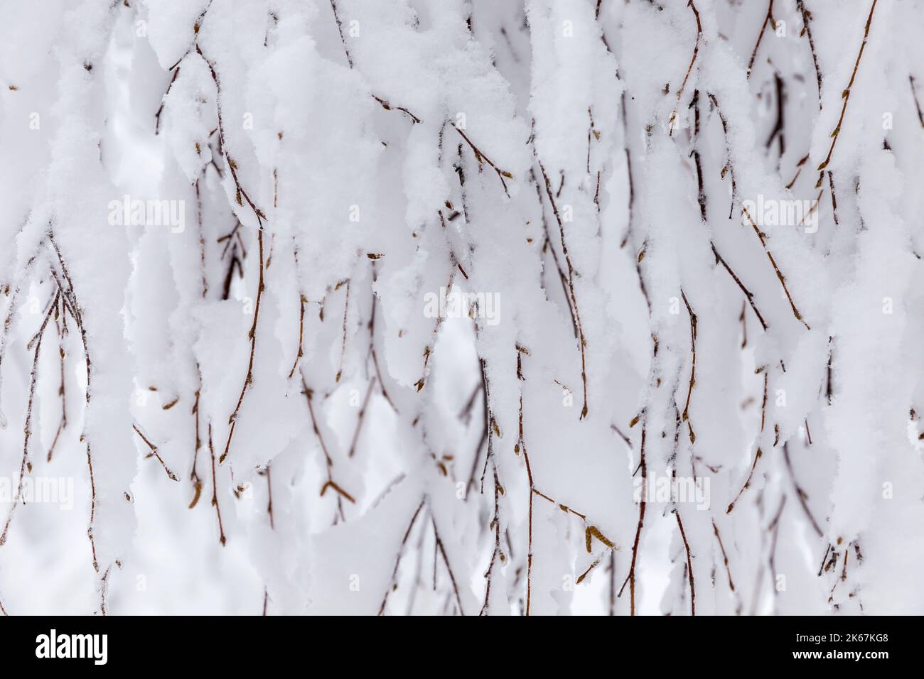 Immagini Stock - Sfondo Invernale Di Neve E Gelo Con Spazio Libero Per La  Tua Decorazione. Ai Generativo. Image 201138324