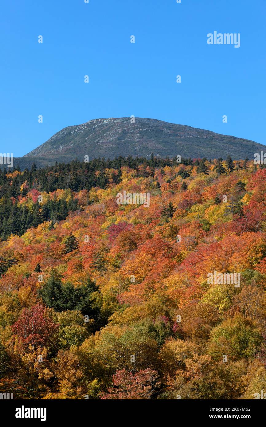 Caduta delle foglie, White Mountain National Forest, New Hampshire Foto Stock