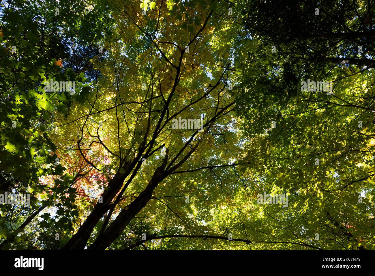 Filtraggio della luce solare attraverso il baldacchino dell'albero di fogliame di caduta, New Engalnd Foto Stock