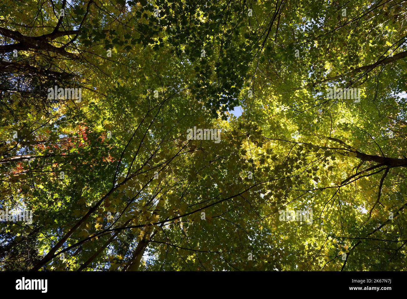 Filtraggio della luce solare attraverso il baldacchino dell'albero di fogliame di caduta, New Engalnd Foto Stock