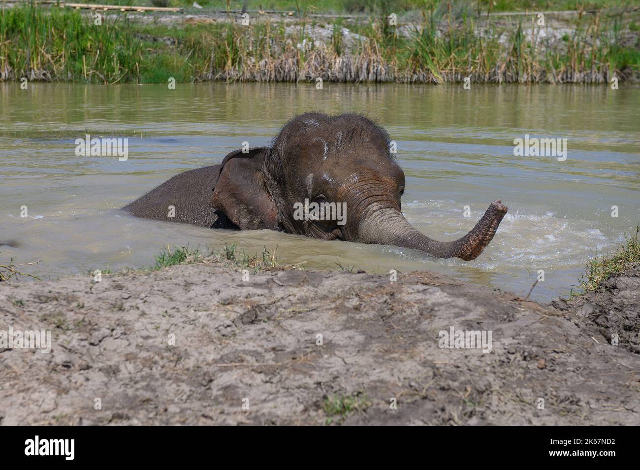 Un elefante asiatico si bagna in uno stagno con il suo tronco sollevato sopra l'acqua. Primo piano. Foto Stock