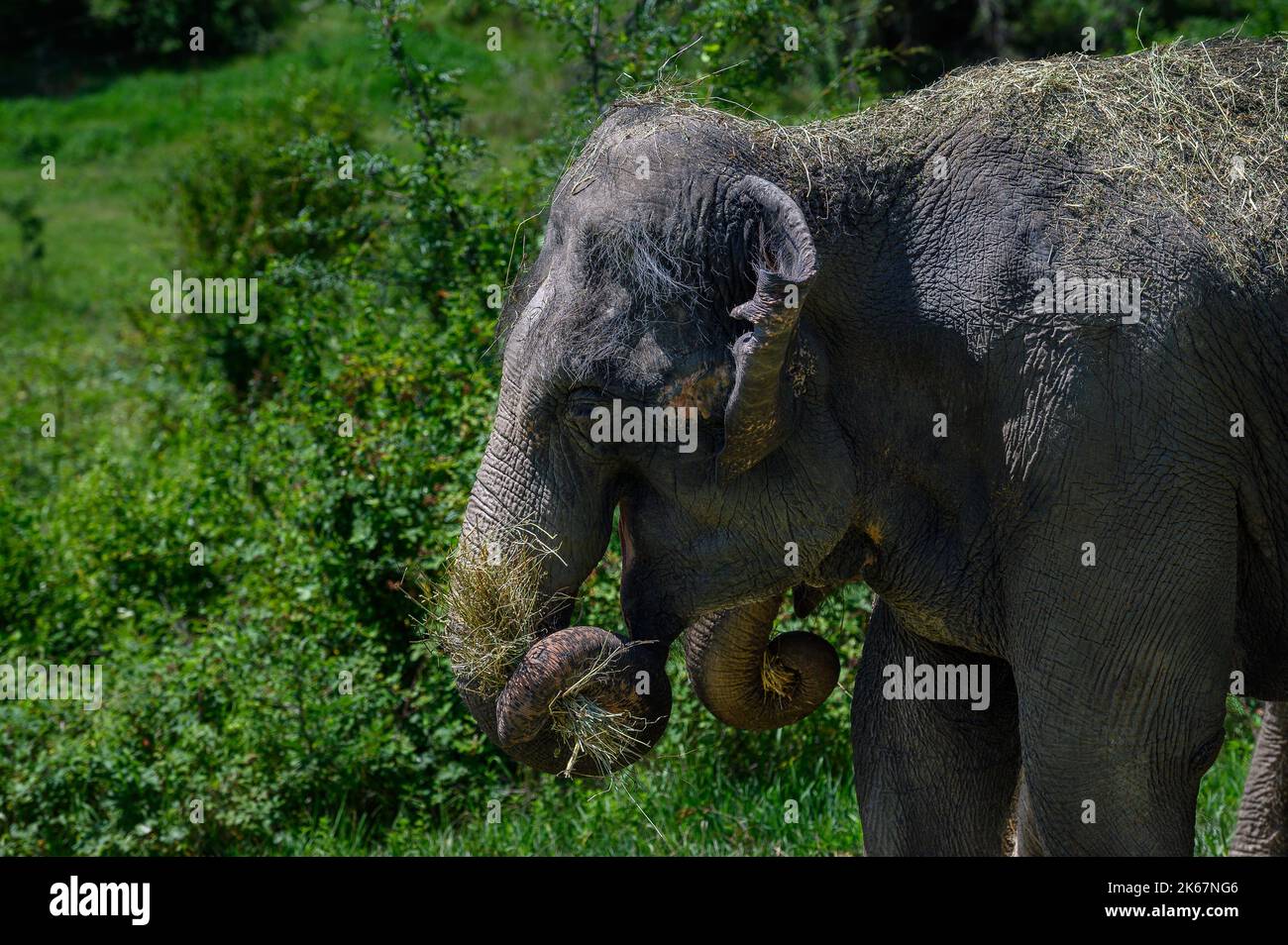 Un elefante asiatico tiene un fascio di fieno nel suo tronco. Primo piano. Foto Stock