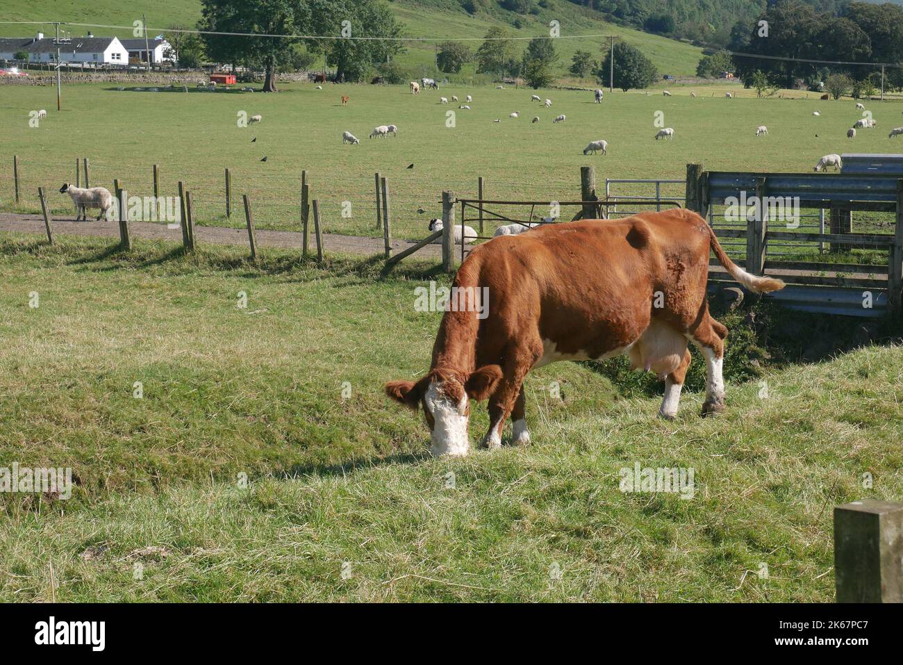 Una soffice mucca bianca e bruna mangia erba in un pascolo vicino alla John Muir Way in Scozia, con un pascolo di pecore sullo sfondo. Foto Stock