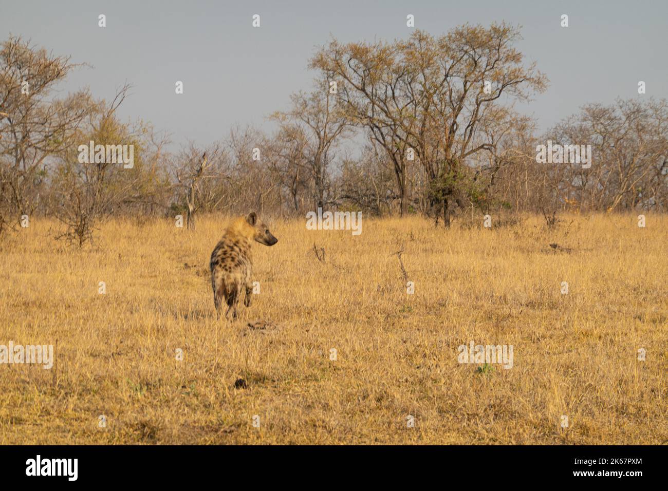 L'iena macchiata e marrone, con il corpo e la testa macchiati marrone - nero - bianco e le gambe a righe, sono principalmente a casa nel Kruger National Foto Stock