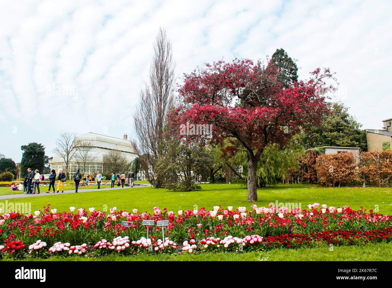 Un giardino di tulipani con alberi e persone che camminano sullo sfondo. Foto Stock