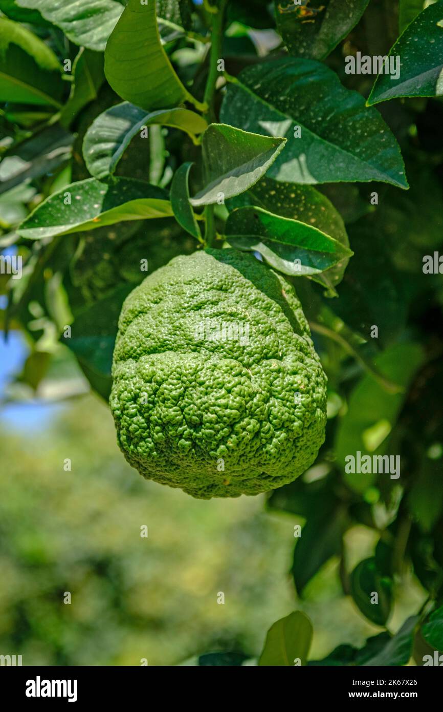 La frutta di Etrog è il citron usato dagli ebrei durante le vacanze di Sukkot, come una delle quattro specie. Foto Stock