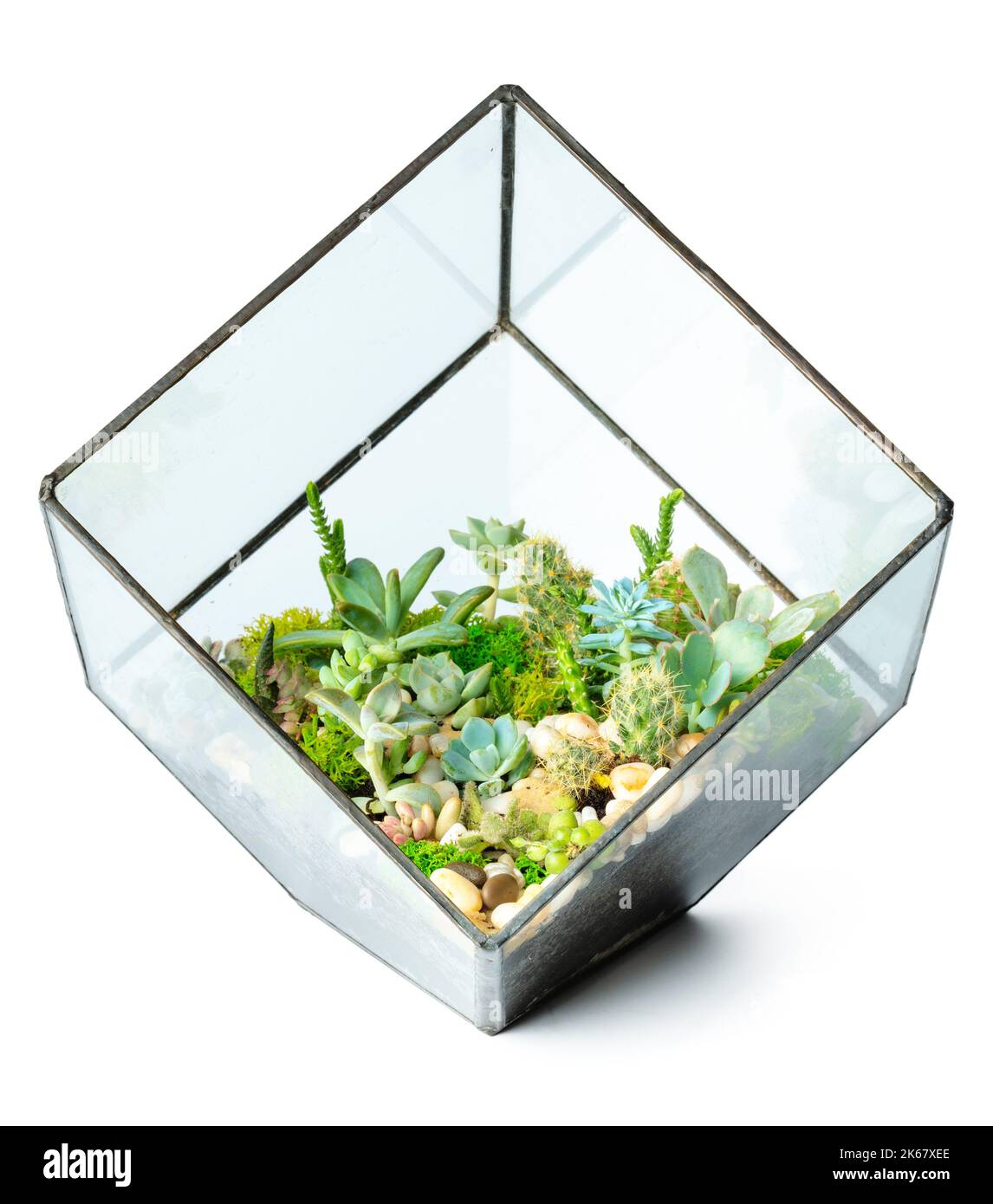 Succulenti in vaso di vetro isolati su fondo bianco Foto Stock