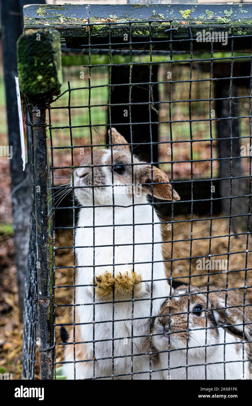 Uno scatto verticale di due coniglietti in una gabbia in un giardino Foto Stock