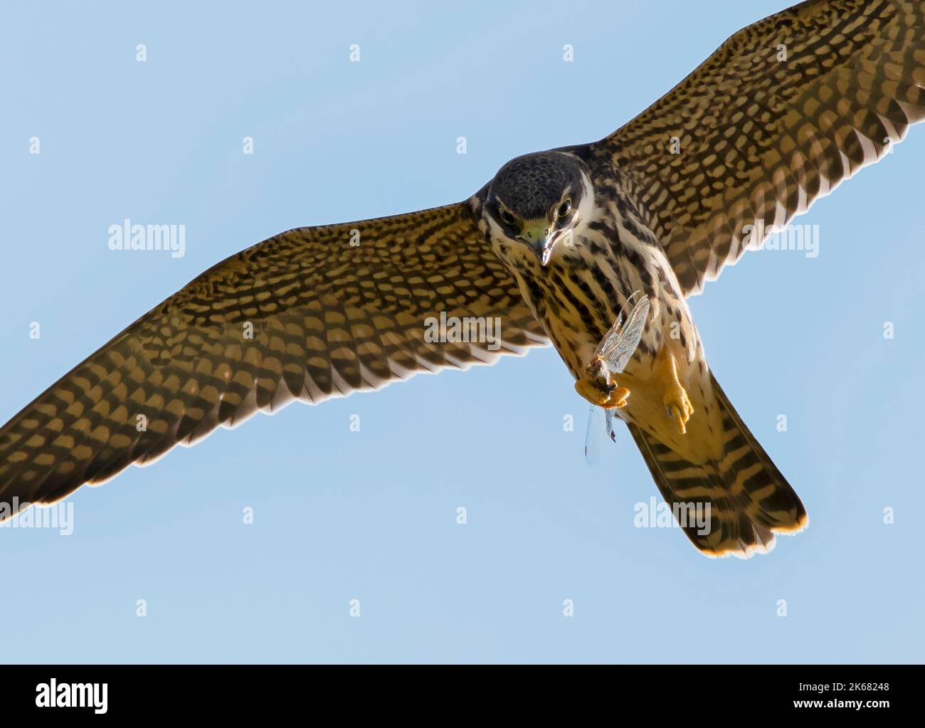 Un giovane Hobby (Falco subbuteo) che si nutrono su una libellula sull'ala, l'Oxfordshire Foto Stock