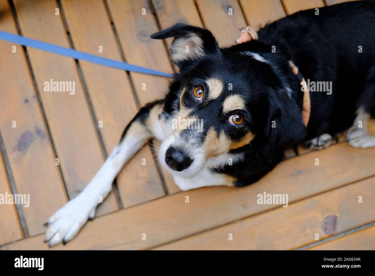 Un adorabile cane multicolore guarda direttamente la telecamera da una vista direttamente dall'alto sul pavimento in legno Foto Stock