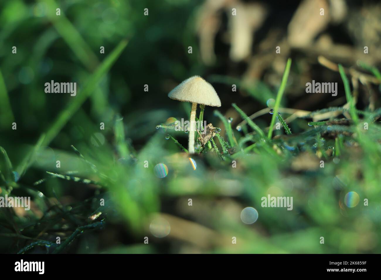 Bel primo piano di un gruppo di funghi che crescono sul tronco del tee con muschio verde e fondo di foresta scuro Foto Stock