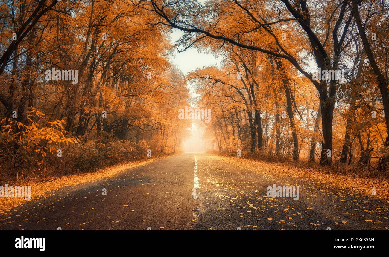 Foresta rossa in nebbia con la strada al tramonto in autunno in Ucraina Foto Stock