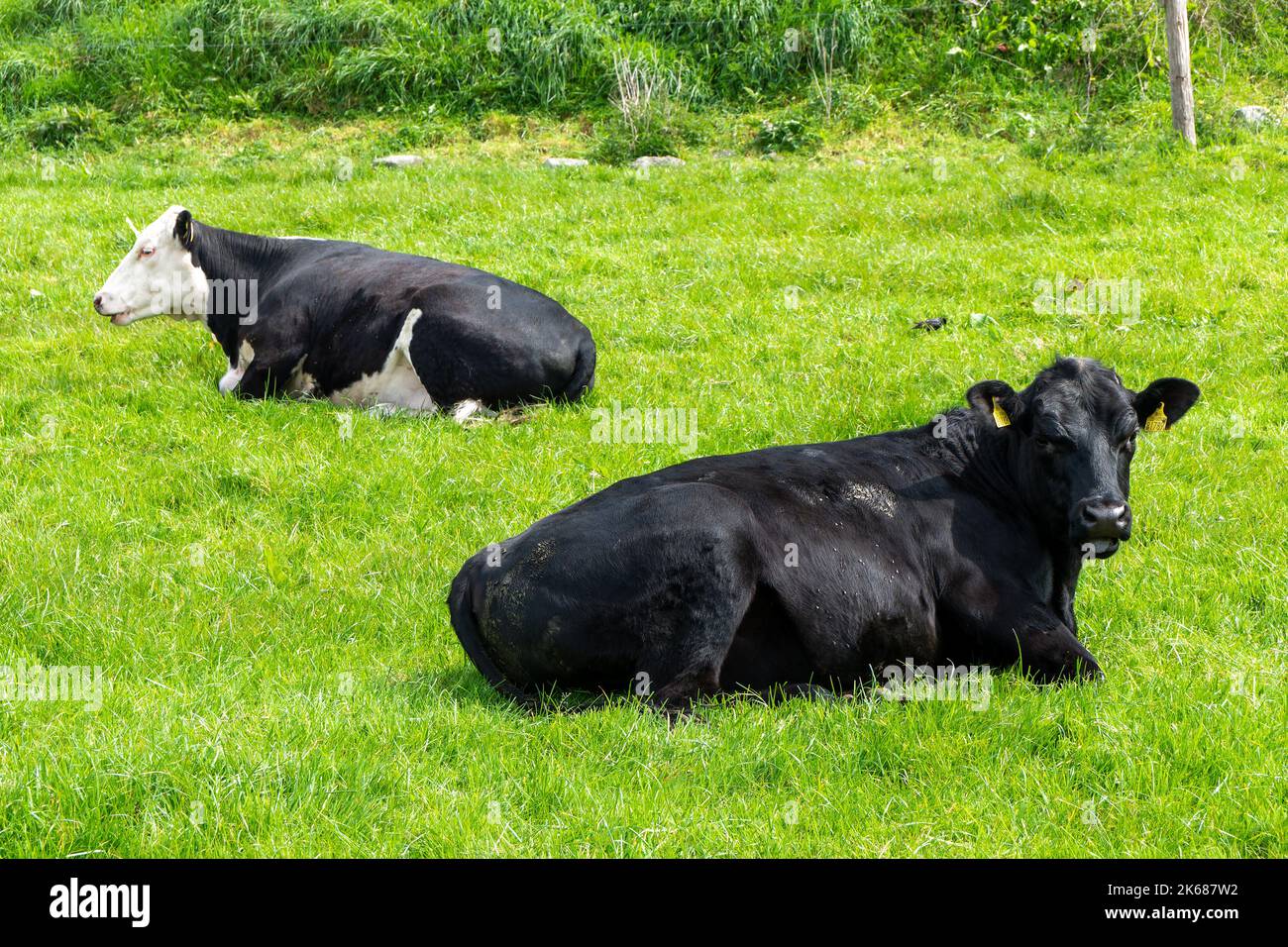 Vacca nera giacente su prato verde. Mucche su pascolo libero. Foto Stock