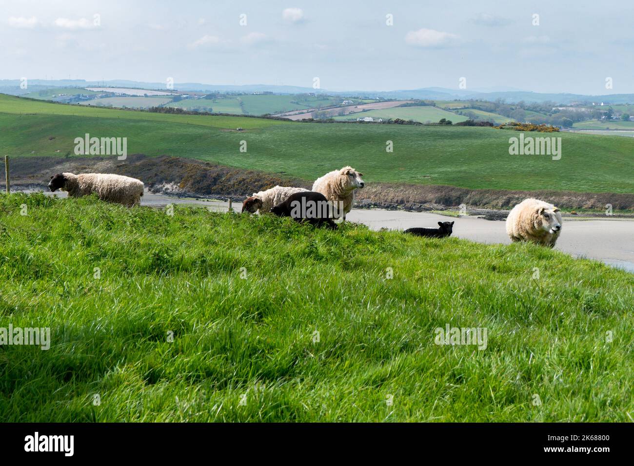 Pecore pascolano. Qualche pecora in un pascolo del coltivatore. Pascolo libero di bestiame. Paesaggio agricolo. Pecora bianca su prato verde Foto Stock
