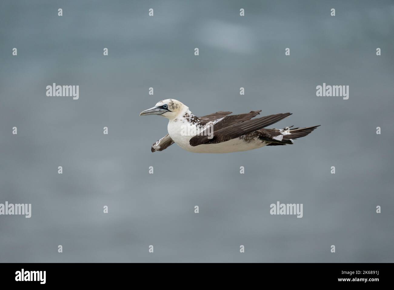 Northern Gannet Morus bassanus, un singolo uccello precipitato di 2nd anni in volo, Yorkshire, Regno Unito, agosto Foto Stock