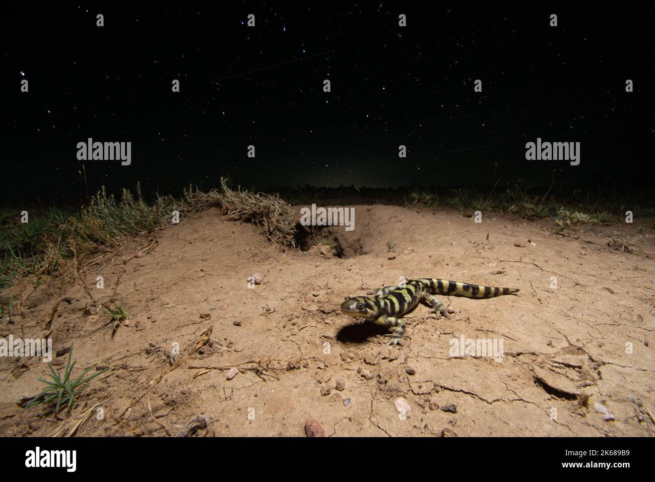 Una giovane Salamander della tigre di Barred (Ambystoma mavortium mavortium), una colonia nera-codata del cane della prateria e Ursa maggiore. Weld County, Colorado, Stati Uniti. Foto Stock