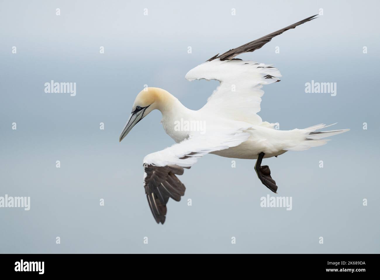 Northern Gannet Morus bassanus, un singolo uccello piumato di 4th anni in volo, Yorkshire, Regno Unito, agosto Foto Stock