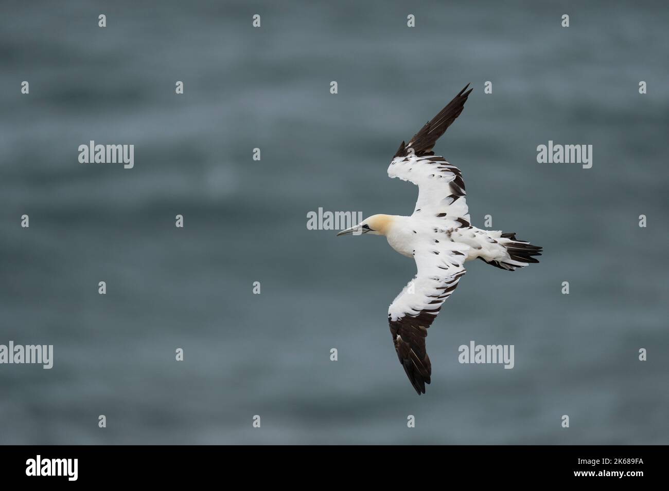 Northern Gannet Morus bassanus, un singolo uccello precipitato di 4th anni in volo, Yorkshire, Regno Unito, agosto Foto Stock