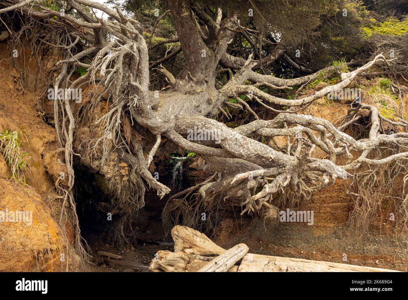 WA22201-00...WASHINGTON - chiamato l'albero della vita o l'albero di Kalaloch, questo albero di abete Sitka è tenaciously appeso sopra alla vita anche mentre un ruscello Foto Stock