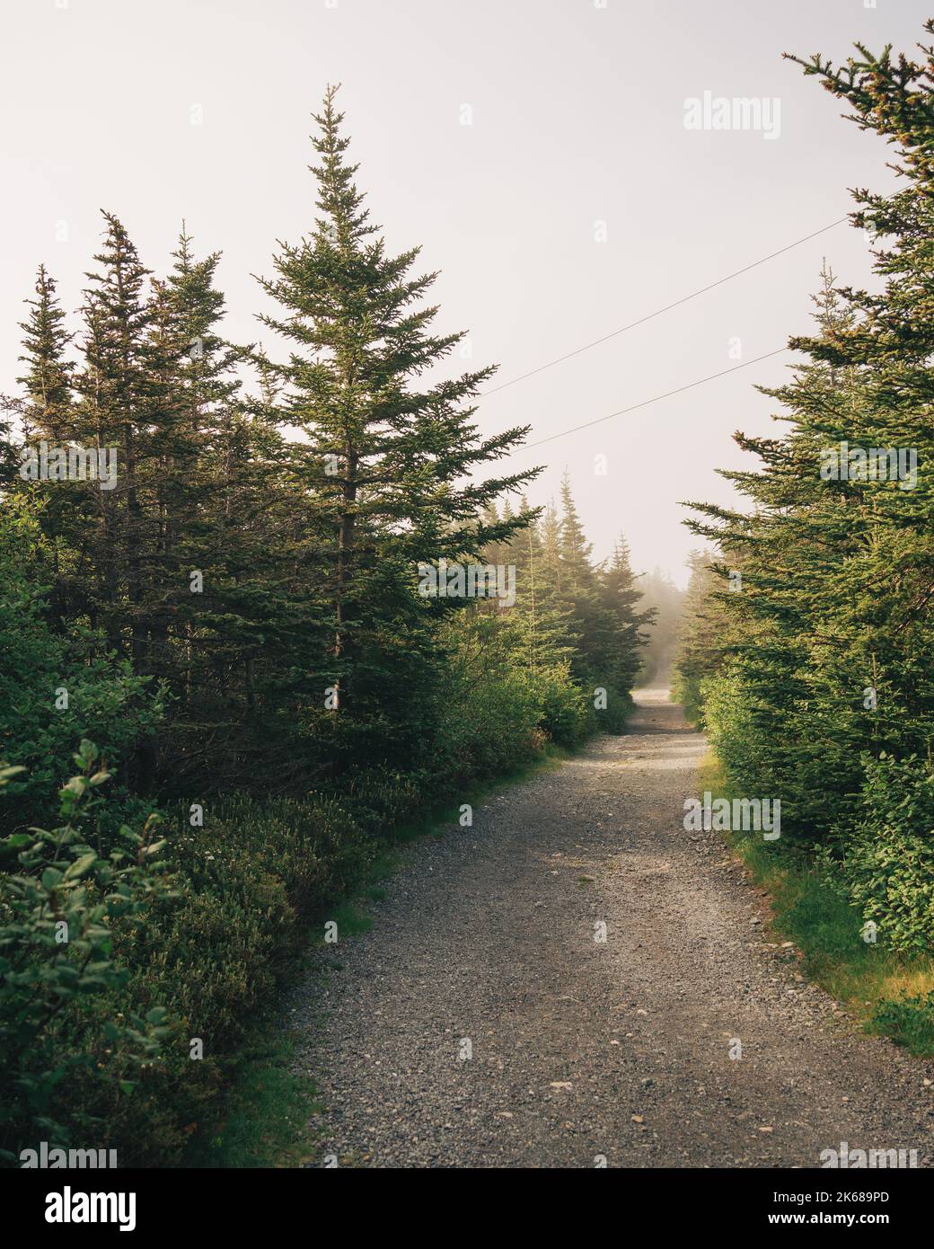 Percorre gli alberi di pino in una mattinata nebbiosa, Ferryland, Terranova e Labrador, Canada Foto Stock