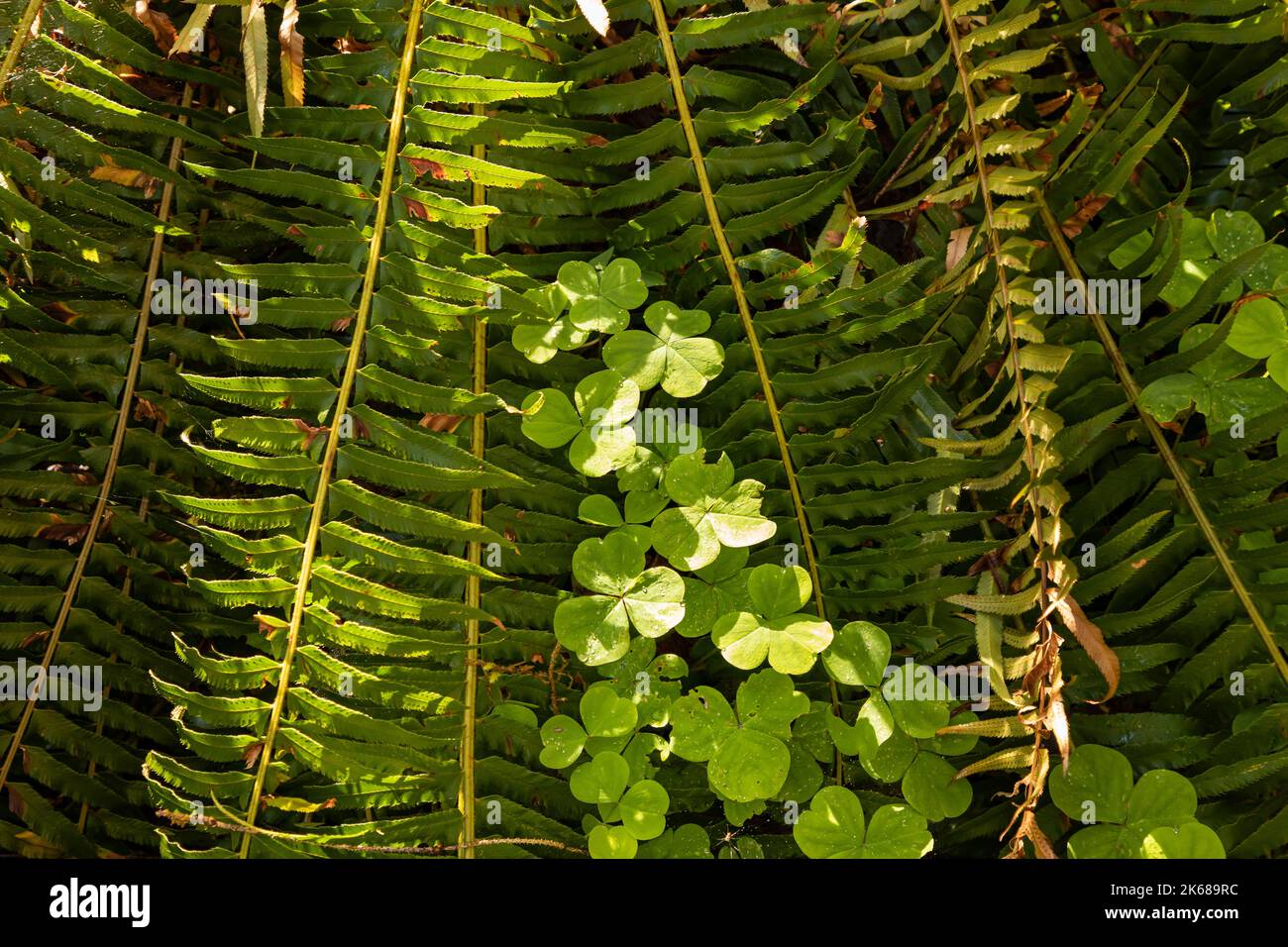 WA22208-00...WASHINGTON - l'anno scorso la felce di spade occidentale e il trifoglio bianco lasciano lungo il percorso naturale di Maple Glade nel Parco Nazionale Olimpico. Foto Stock