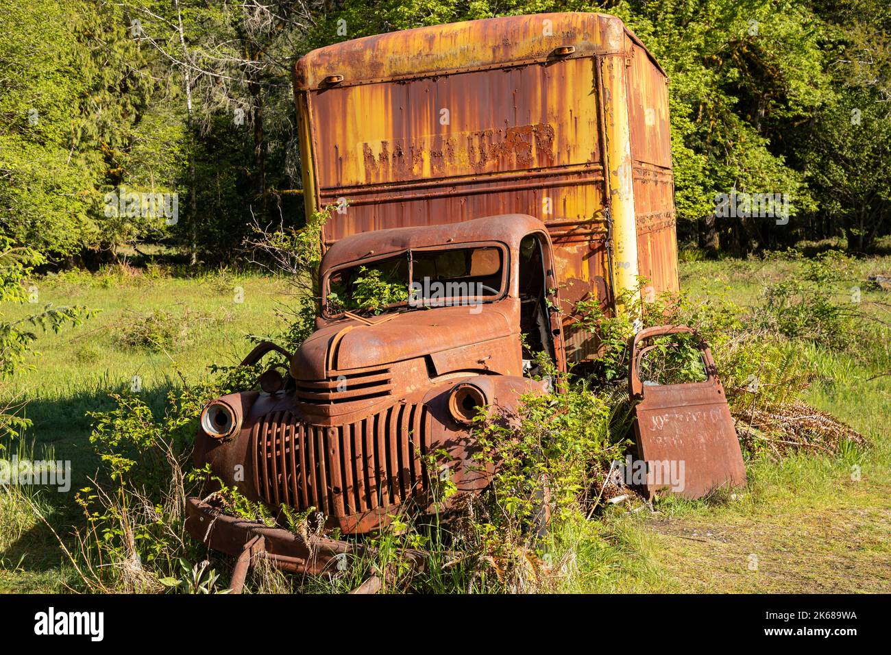 WA22209-00...WASHINGTON - il vecchio camion di consegna arrugginito in un campo a Kestner Homestead, nella foresta pluviale di Quinault del Parco Nazionale Olimpico. Foto Stock