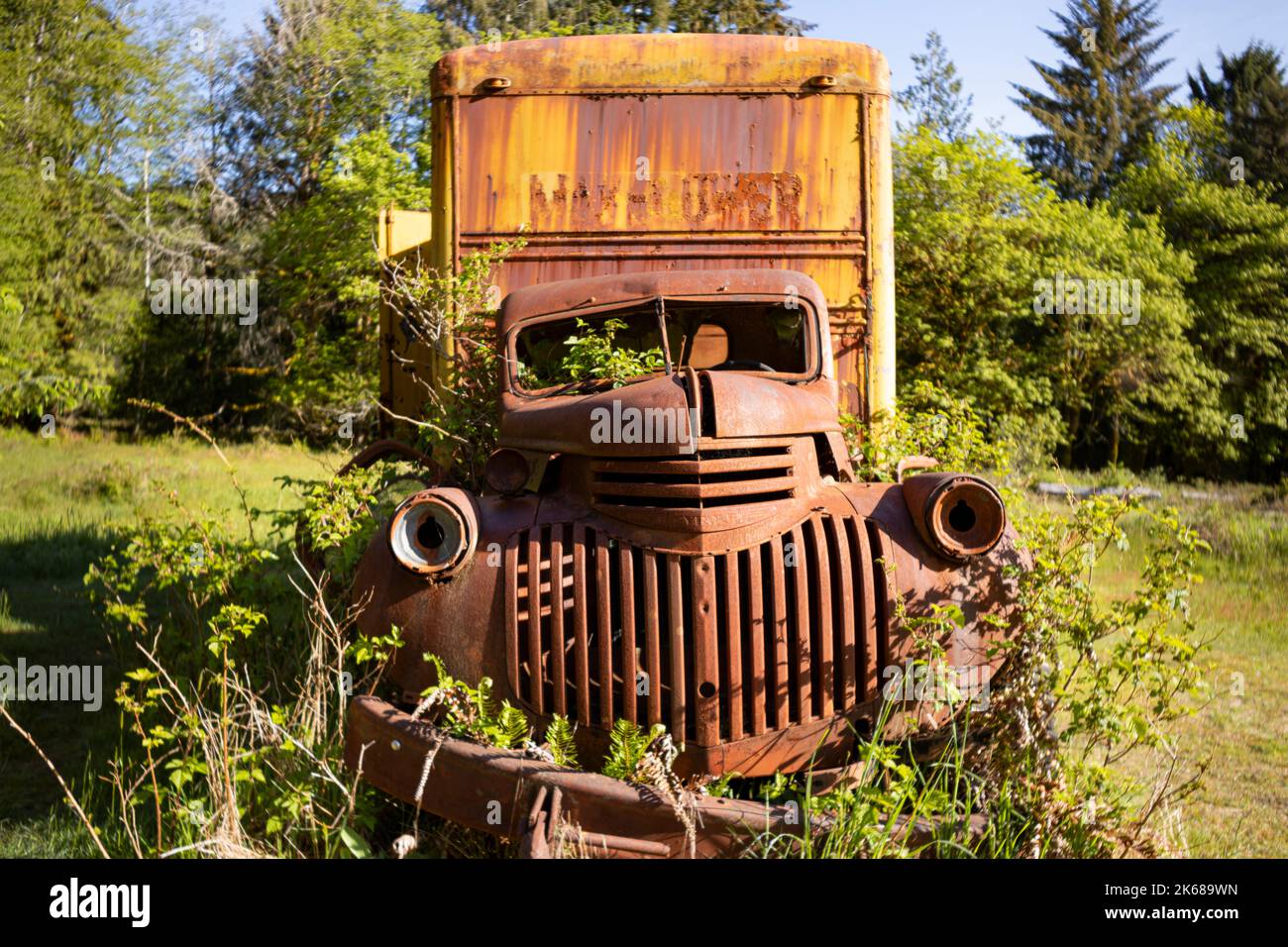 WA22210-00...WASHINGTON - il vecchio camion di consegna arrugginito in un campo a Kestner Homestead, nella foresta pluviale di Quinault del Parco Nazionale Olimpico. Foto Stock