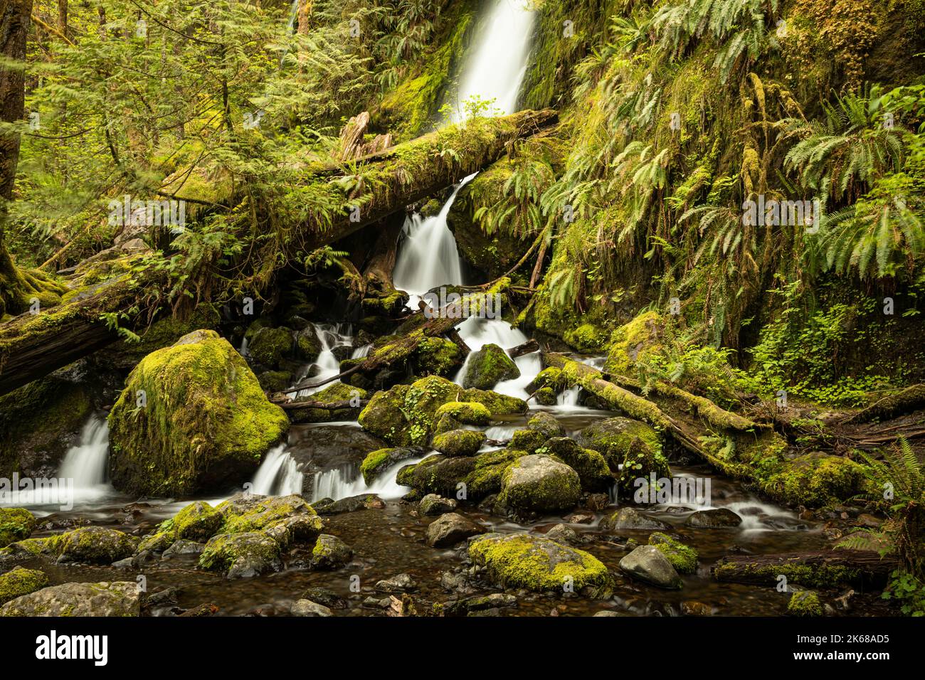 WA22223-00...WASHINGTON - Merriman Falls su Merriman Creek nella zona della foresta pluviale di Quinault della foresta nazionale olimpica. Foto Stock