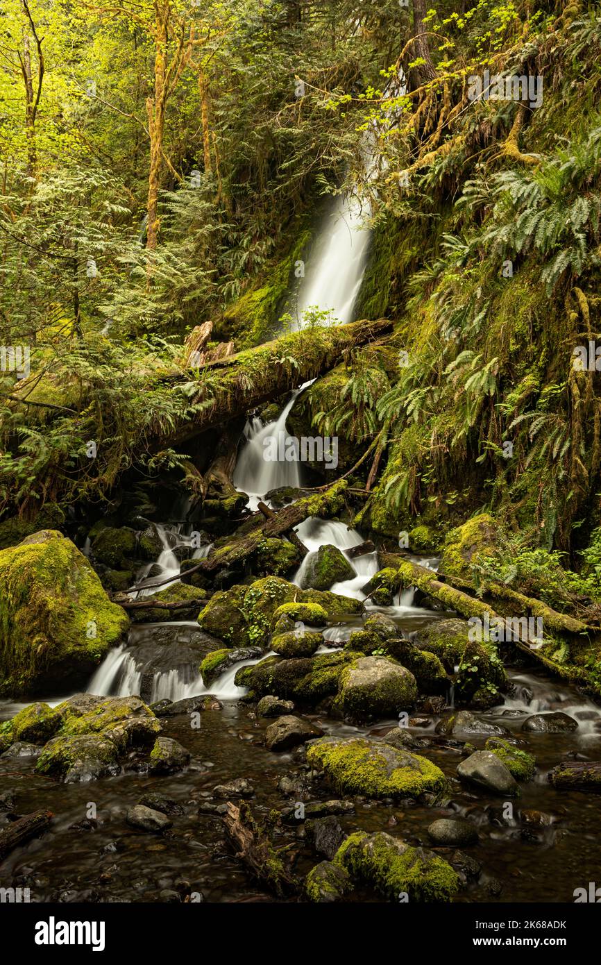WA22224-00...WASHINGTON - Merriman Falls su Merriman Creek nella zona della foresta pluviale di Quinault della foresta nazionale olimpica. Foto Stock