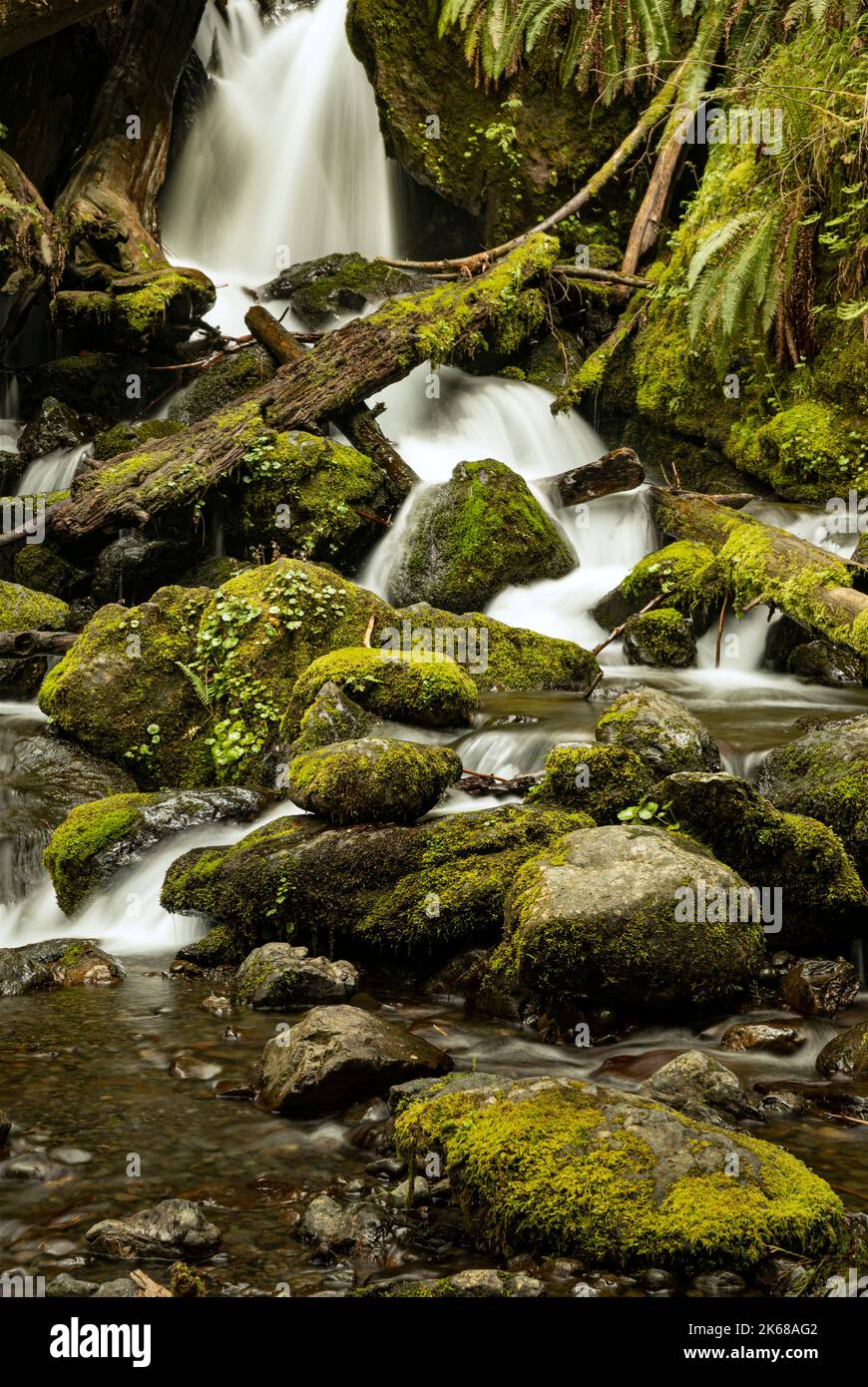 WA22225-00...WASHINGTON - Merriman Falls su Merriman Creek nella zona della foresta pluviale di Quinault della foresta nazionale olimpica. Foto Stock