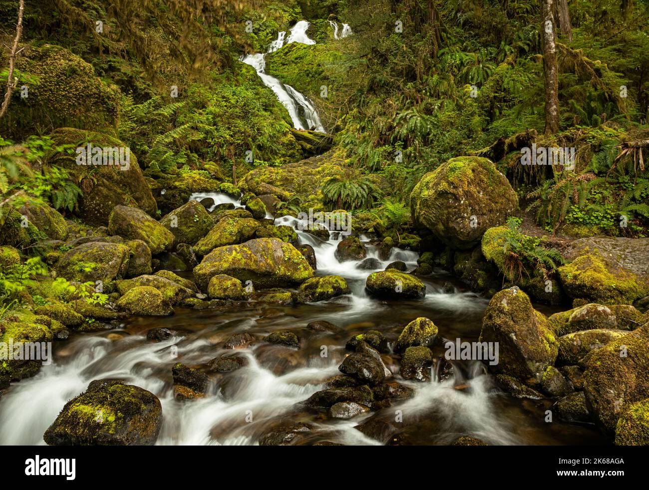 WA22226-00...WASHINGTON - Merriman Falls su Merriman Creek nella zona della foresta pluviale di Quinault della foresta nazionale olimpica. Foto Stock