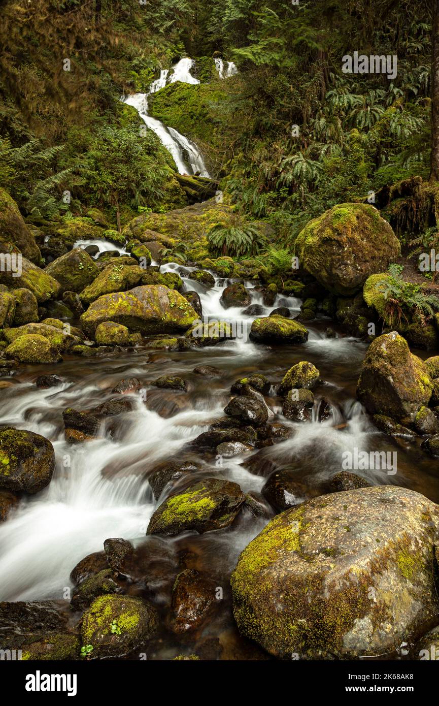 WA22227-00...WASHINGTON - Merriman Falls su Merriman Creek nella zona della foresta pluviale di Quinault della foresta nazionale olimpica. Foto Stock