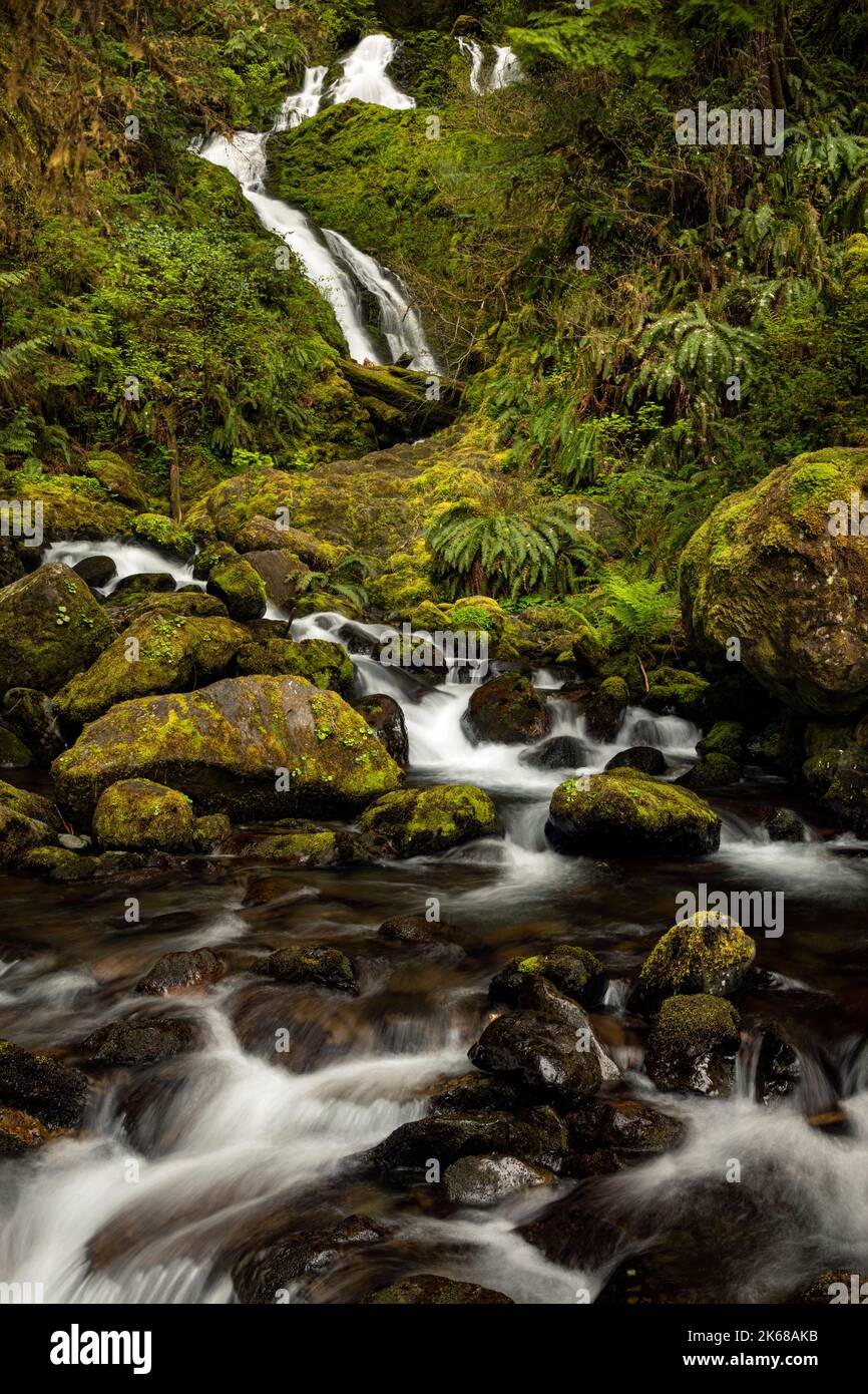 WA22228-00...WASHINGTON - Merriman Falls su Merriman Creek nella zona della foresta pluviale di Quinault della foresta nazionale olimpica. Foto Stock