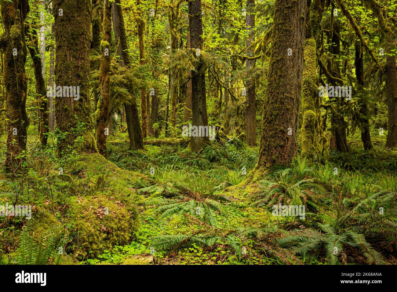 WA22229-00...WASHINGTON - Moss su alberi e il pavimento della foresta nella foresta pluviale di Quinault al Campeggio Graves Creek nel Parco Nazionale Olimpico. Foto Stock