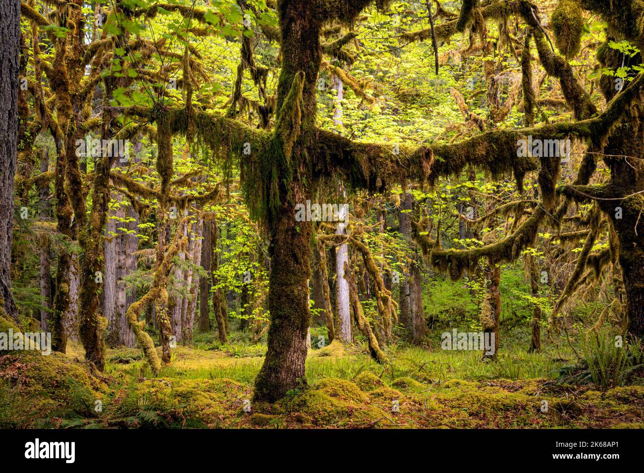 WA22230-00...WASHINGTON - Moss coperta Big Leaf Acero alberi e muschio coperta foresta pavimento nella foresta pluviale Quinault nel Parco Nazionale Olimpico. Foto Stock