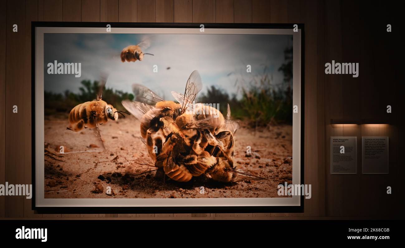 Il grande ronzio : Karine Aiger vince Wildlife Photographer of the Year 2022 fotografo .American Karine Aiger è stato annunciato come fotografo di quest'anno Wildlife Photographer of the Year per la sua notevole immagine di una pozza di cactus bees che gira sopra la sabbia calda su un ranch del Texas. Nel suo livello di api Primo piano, tutti tranne uno sono maschi e intenti ad accoppiarsi con la singola femmina al centro. Come la maggior parte delle api, sono minacciati dalla perdita di habitat, pesticidi, e cambiamento climatico, così come le pratiche agricole che distruggono i loro terreni di nidificazione. Foto Stock