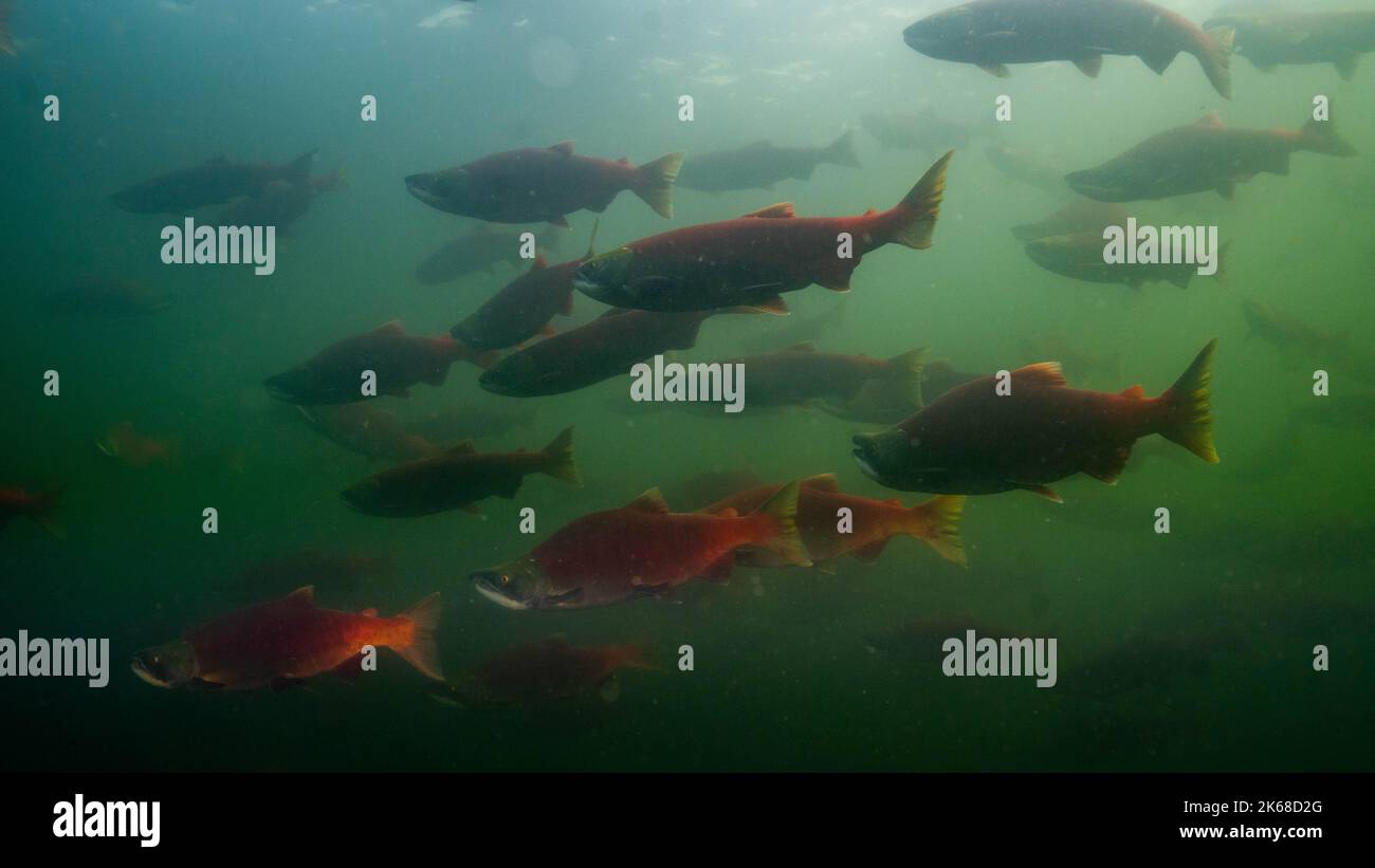 Grande scuola di salmone Sockeye di riproduzione nelle acque del lago Shuswap nel fiume Adams, nella Columbia Britannica, Canada. Foto Stock