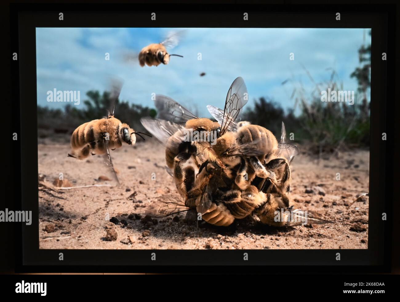 Il grande ronzio : Karine Aiger vince Wildlife Photographer of the Year 2022 fotografo .American Karine Aiger è stato annunciato come fotografo di quest'anno Wildlife Photographer of the Year per la sua notevole immagine di una pozza di cactus bees che gira sopra la sabbia calda su un ranch del Texas. Nel suo livello di api Primo piano, tutti tranne uno sono maschi e intenti ad accoppiarsi con la singola femmina al centro. Come la maggior parte delle api, sono minacciati dalla perdita di habitat, pesticidi, e cambiamento climatico, così come le pratiche agricole che distruggono i loro terreni di nidificazione. Foto Stock