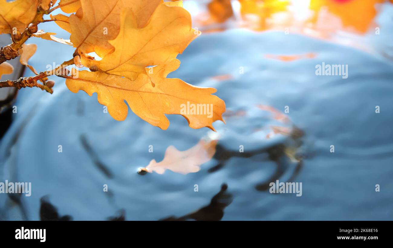 Foglie autunnali in acqua con ondulazione, copia-spazio. Sfondo autunnale astratto, sfondo blu, turchese, rosso e arancio. Foto Stock