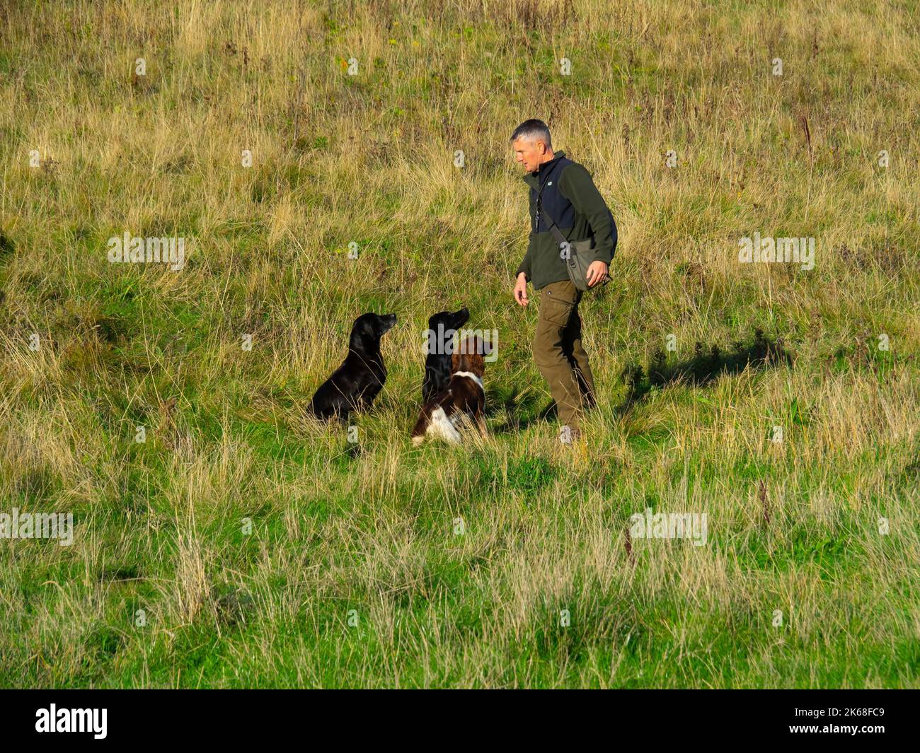 Uomo che addestrano i cani attenti della pistola nel retreiving nello Skinningrove North Yorkshire Foto Stock