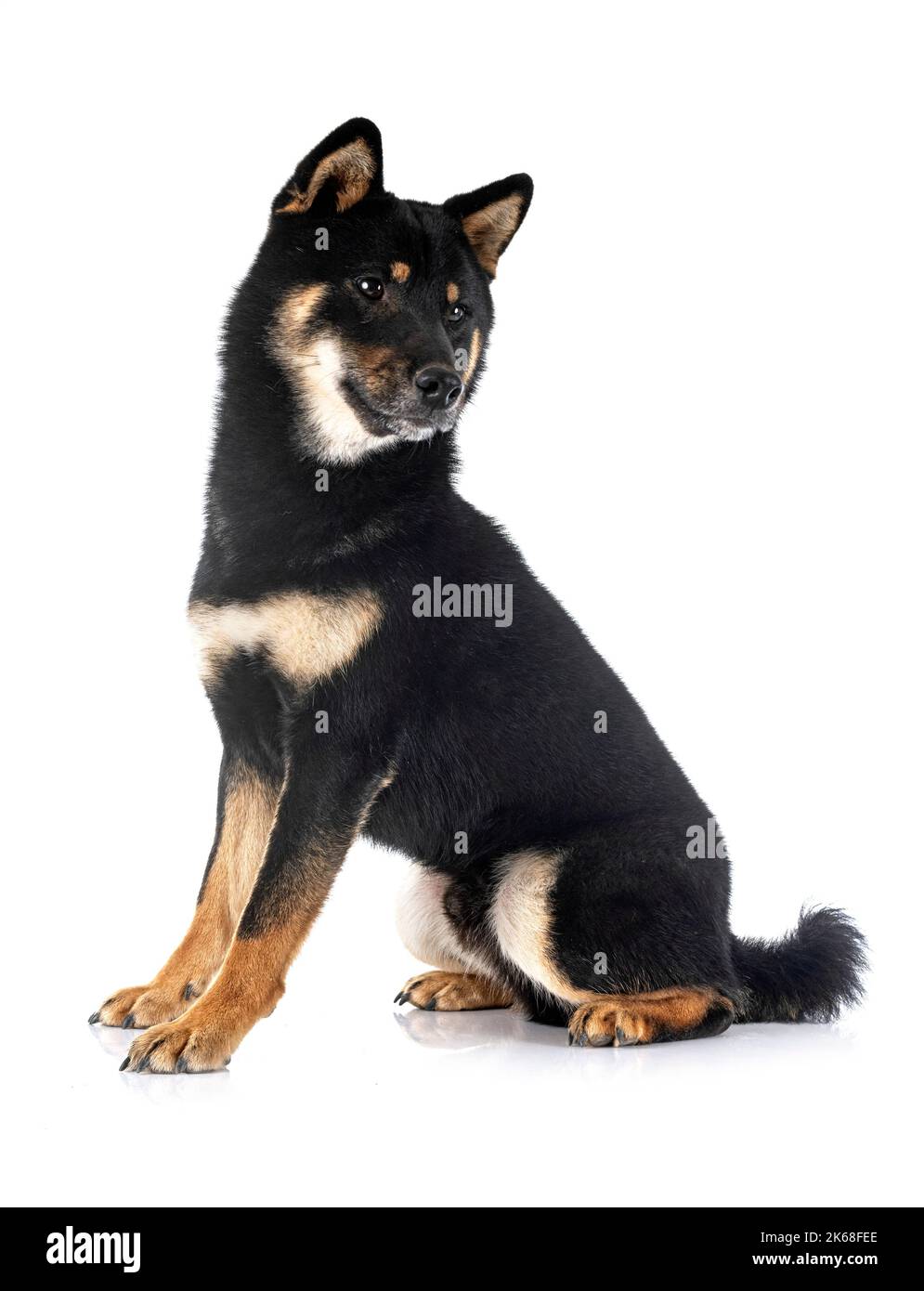 Shiba Inu davanti a uno sfondo bianco Foto Stock
