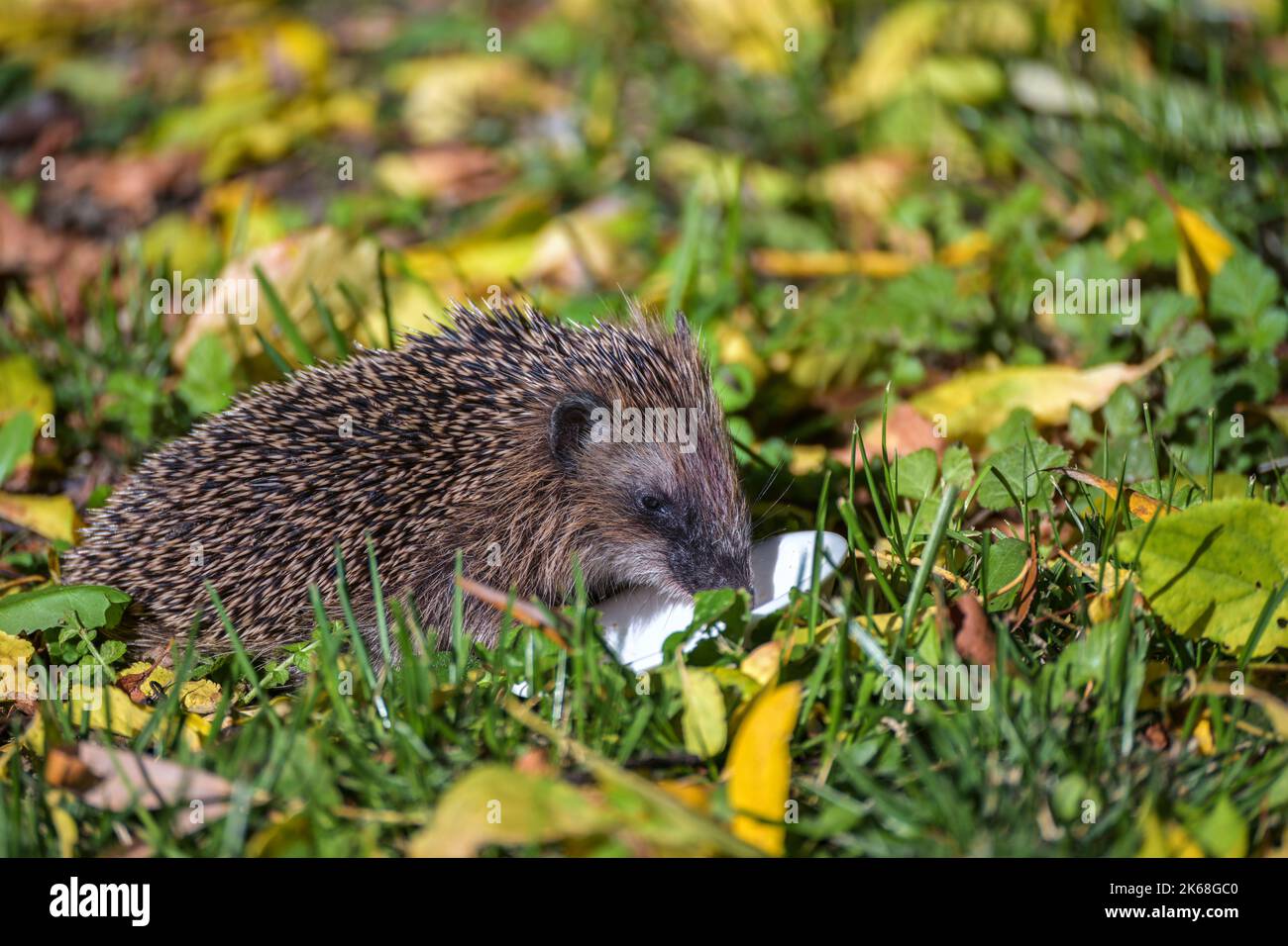 Troppo piccolo riccio (Erinaceus europaeus) è alimentato con cibo per gatti nel giardino d'autunno per costruire abbastanza riserve di grassi per l'inverno, protezione della fauna selvatica Foto Stock