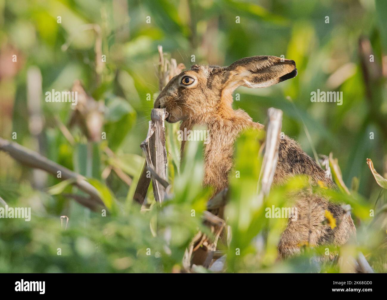 Marcatura del profumo di Lepre (Lepus europaeus) nella copertina del fagiano . Suffolk, Regno Unito Foto Stock