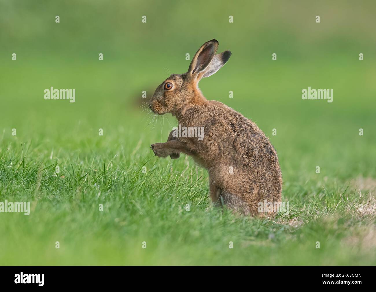 Una Lepre marrone (Lepus europaeus) in piedi sulle sue zampe posteriori , che sfiora la rugiada dalle zampe. Suffolk , Regno Unito Foto Stock