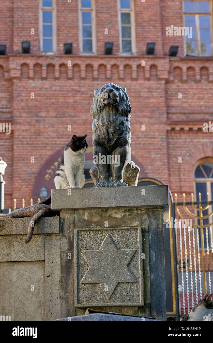 Katze sitzt neben Löwenstatue, hinten die Große Synagoge, mittelalterliches Stadtzentrum Kala, Altstadt, Tiflis, Georgien Foto Stock
