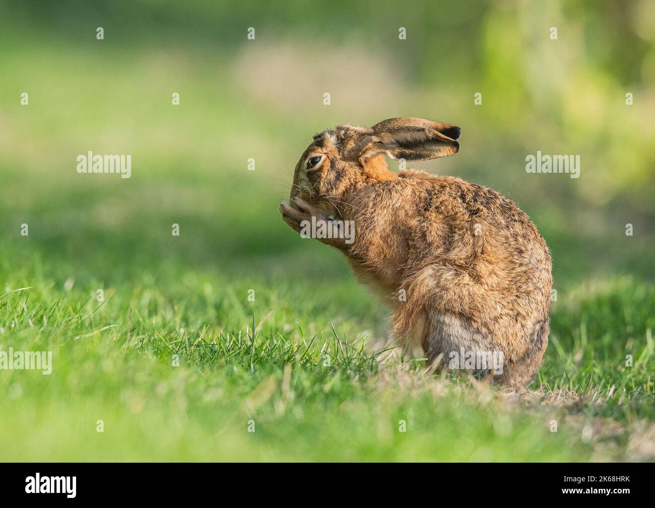 Una Lepre marrone, seduta in su, lavandola è faccia o facendo un desiderio con esso è zampe insieme. Un carino colpo di un timido animale selvaggio . Suffolk, Regno Unito Foto Stock