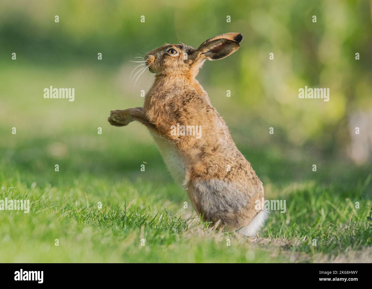 Una Lepre marrone (Lepus europaeus) in piedi sulle sue zampe posteriori , che sfiora la rugiada dalle zampe. Suffolk , Regno Unito Foto Stock