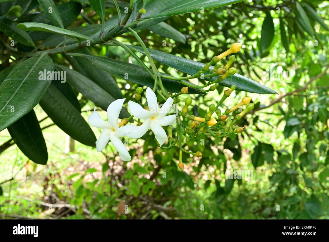 Primo piano di due fiori bianchi con un sacco di gemme come un grappolo di una mela di Eva o Divi Kaduru (Tabernaemontana dicotoma) pianta Foto Stock